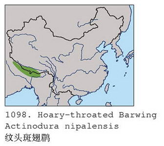 纹头斑翅鹛的地理分布图