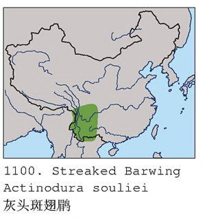 灰头斑翅鹛的地理分布图