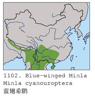 蓝翅希鹛的地理分布图