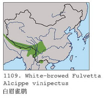 白眉雀鹛的地理分布图