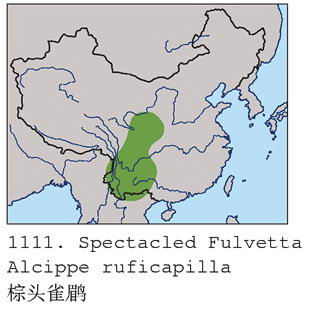 棕头雀鹛的地理分布图