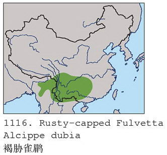 褐胁雀鹛的地理分布图