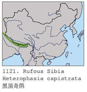 黑顶奇鹛的地理分布图