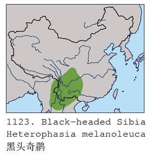 黑头奇鹛的地理分布图