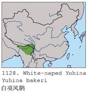 白项凤鹛的地理分布图