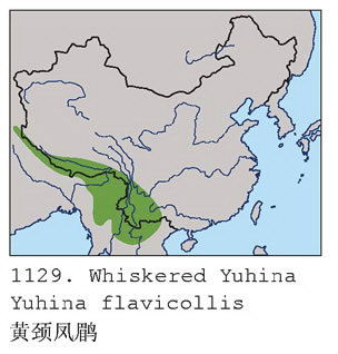 黄颈凤鹛的地理分布图