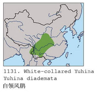白领凤鹛的地理分布图