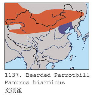 文须雀的地理分布图