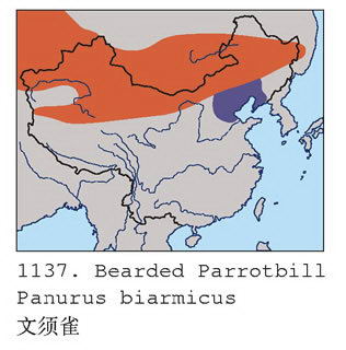 文须雀的地理分布图