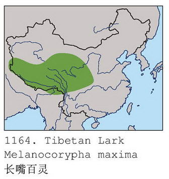 长嘴百灵的地理分布图