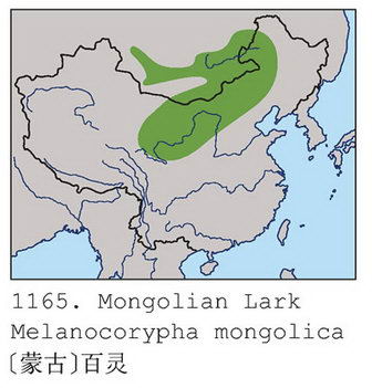 [蒙古]百灵的地理分布图