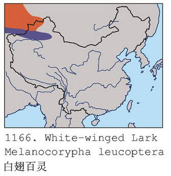 白翅百灵的地理分布图