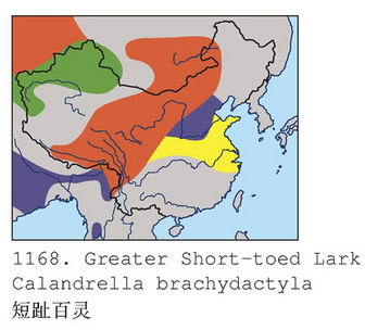 短趾百灵的地理分布图