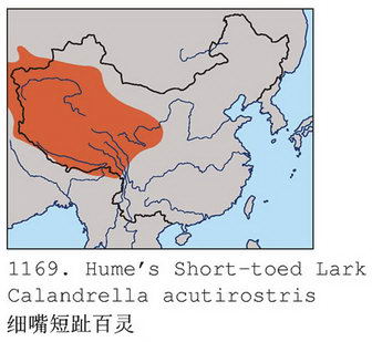 细嘴短趾百灵的地理分布图