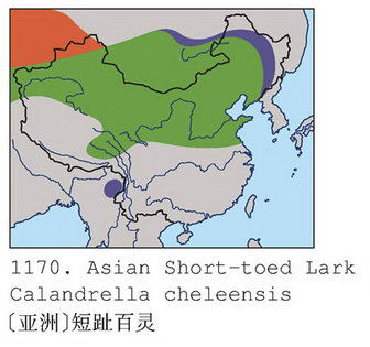 [亚洲]短趾百灵的地理分布图