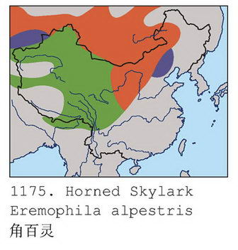 角百灵的地理分布图