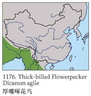 厚嘴啄花鸟的地理分布图