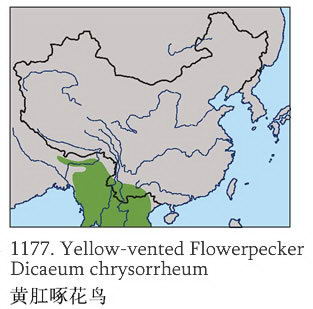 黄肛啄花鸟的地理分布图
