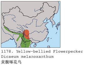 黄腹啄花鸟的地理分布图