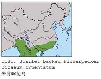 朱背啄花鸟的地理分布图