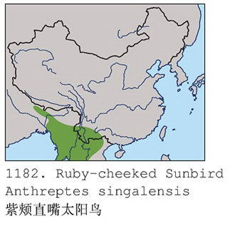 紫颊直嘴太阳鸟的地理分布图