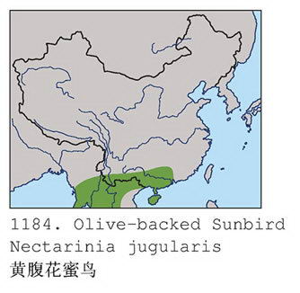 黄腹花蜜鸟的地理分布图