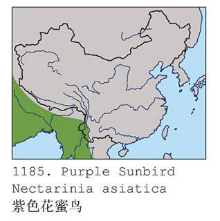 紫色花蜜鸟的地理分布图