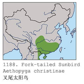叉尾太阳鸟的地理分布图