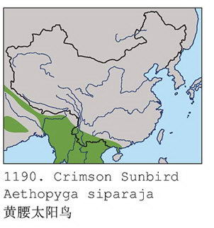 黄腰太阳鸟的地理分布图