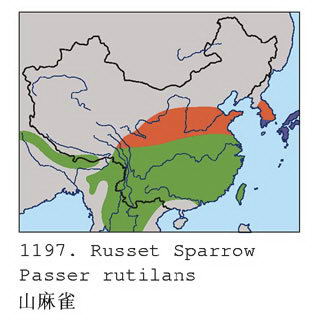 山麻雀的地理分布图