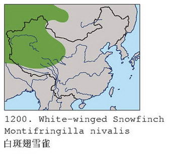 白斑翅雪雀的地理分布图