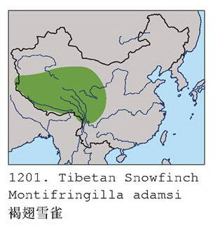 褐翅雪雀的地理分布图