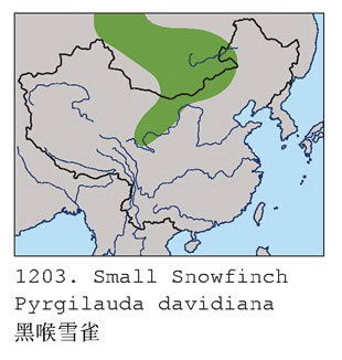 黑喉雪雀的地理分布图