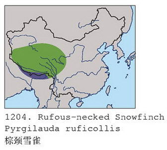 棕颈雪雀的地理分布图