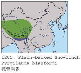 棕背雪雀的地理分布图