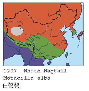 白鹡鸰的地理分布图