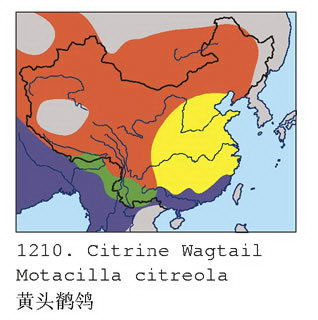 黄头鹡鸰的地理分布图