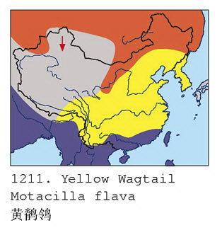 黄鹡鸰的地理分布图