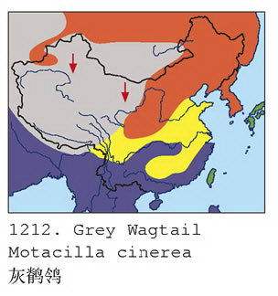 灰鹡鸰的地理分布图