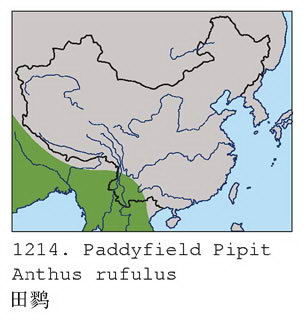 田鹨的地理分布图