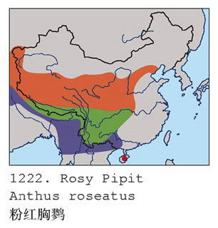 粉红胸鹨的地理分布图