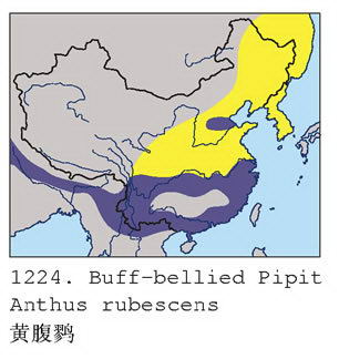 黄腹鹨的地理分布图