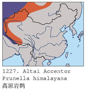 高原岩鹨的地理分布图