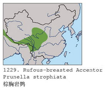 棕胸岩鹨的地理分布图