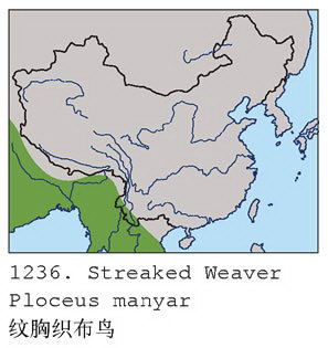 纹胸织布鸟的地理分布图