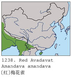 [红]梅花雀的地理分布图