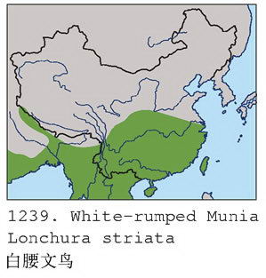 白腰文鸟的地理分布图