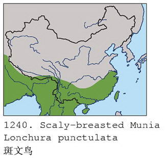 斑文鸟的地理分布图