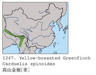 高山金翅[雀]的地理分布图