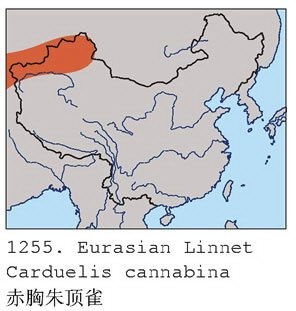 赤胸朱顶雀的地理分布图